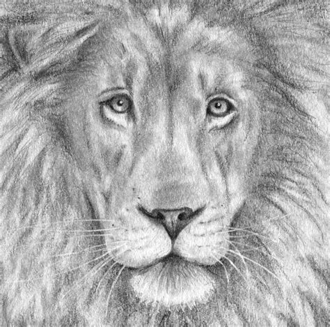 Lion Drawing Tutorial 的图像结果