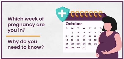 IVF & FET Due Date Calculator | Get Your Pregnancy Date Instantly