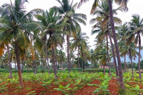 Karnataka Elections: Tumakuru Coconut Growers Face Myriad Issues ...