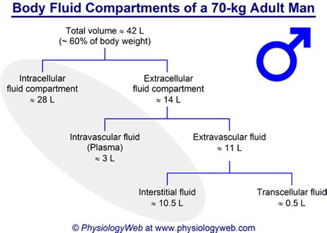 Image result for Transcellular Fluid
