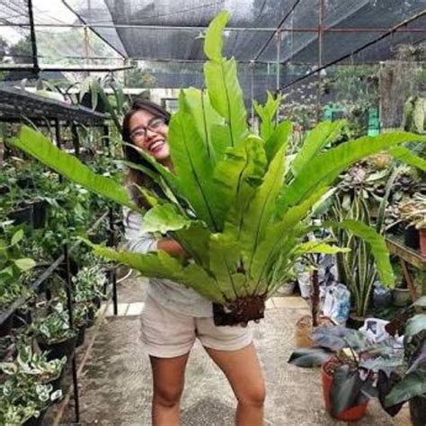 Jual Tanaman Hias Kadaka Super Ukuran Jumbo 100-150 cm - Kab ...