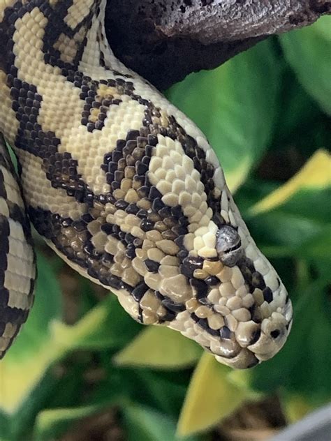 Image result for Red Carpet Python's