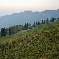 Temi Tea Garden - All You Need to Know BEFORE You Go