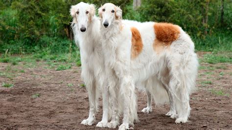 Borzoi Dog Breed Information
