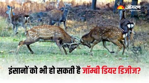 क्या इंसानों के लिए भी खतरा बन सकती है Zombie Deer Disease? वैज्ञानिकों ...