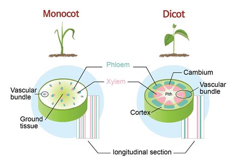 Monocot vs Dicot plants - Rs' Science