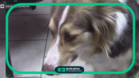 What is reverse sneezing in dogs, why they do it and how to stop it ...