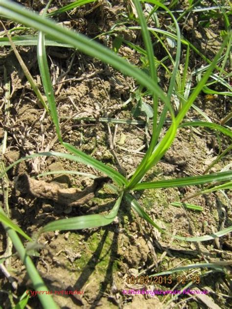 Medicinal Plant Details