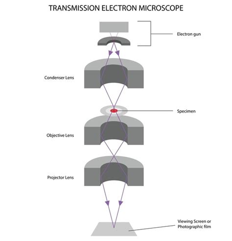 Electron Microscope Drawing 的图像结果
