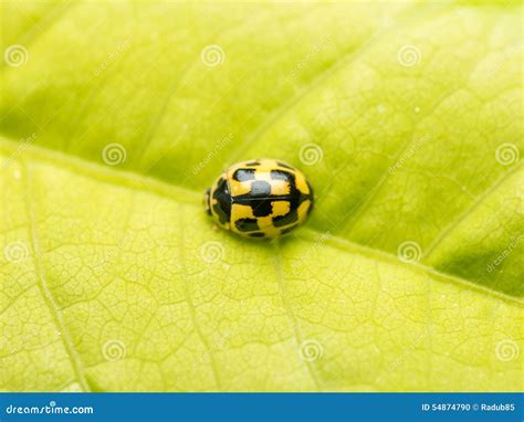 Yellow Ladybug Macro stock photo. Image of antennas, critter - 54874790