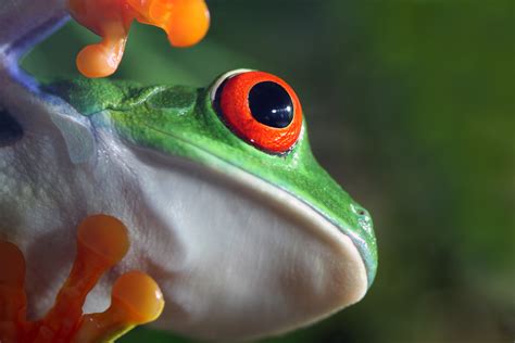 Red-Eyed Tree Frog Species Guide: All Must-Know Facts & Pics