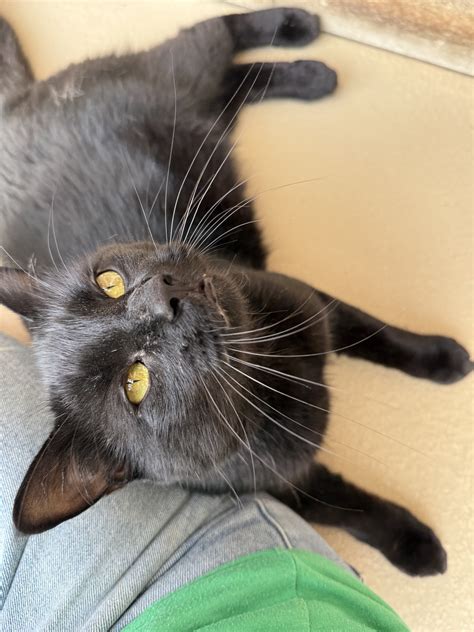 Lewis 3 – harvest hills animal shelter Open by appointment only