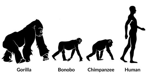 Image result for Primate Human Evolution Chart