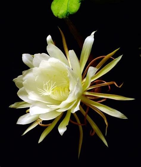 月下美人咲く : 花景色－K.W.C. PhotoBlog Endangered, Rare, Flowers, Plants ...
