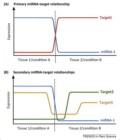 Image result for Gene Expression Control Plant Cells microRNA