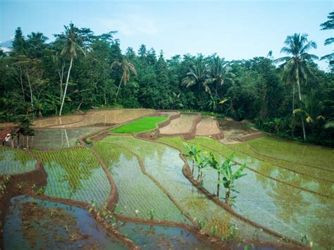 Image result for Java G