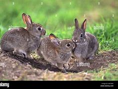 Image result for European Wild Rabbit