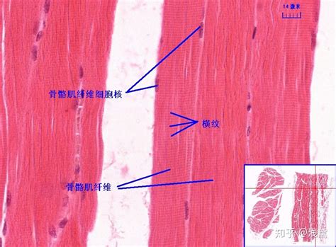 骨骼肌手绘图片骨骼肌红蓝铅笔手绘图2022已更新今日图集