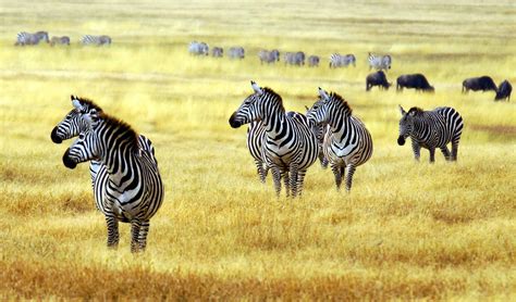 Image result for Zebra Programming Language Applications