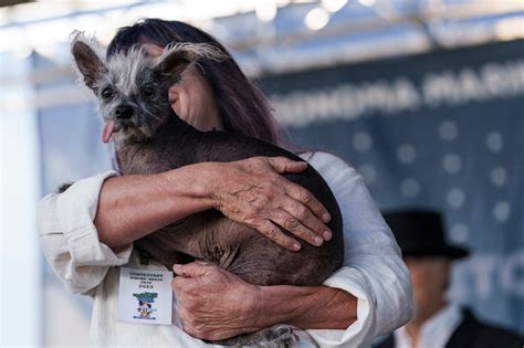 'World's Ugliest Dog' Scooter crowned in annual competition