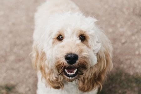 Image result for Cockapoo 1 Year Old