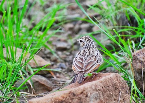 Indian Bush Lark,કાઠીયાવાડી અગીયા અગન, અગીયો ચંડુલ, અગીયા અગન , અગીયો ચંડુલ