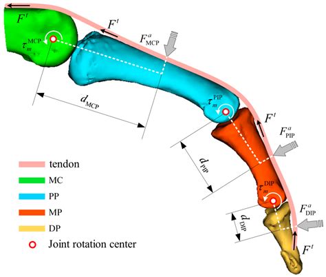 Biomechanical Modeling, Muscle Synergy-Based Rehabilitation Assessment ...