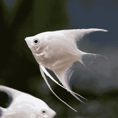 Platinum Angelfish – Elegant White Freshwater Aquarium Fish ...