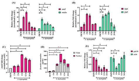β-Catenin Elicits Drp1-Mediated Mitochondrial Fission Activating the ...