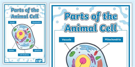 Parts of the Animal Cell Poster (teacher made) - Twinkl
