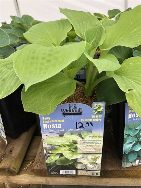 Sum and Substance hosta 🌿 🌱 Unlock tips for robust and healthy plants