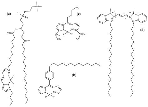 The Secret Lives of Fluorescent Membrane Probes as Revealed by ...