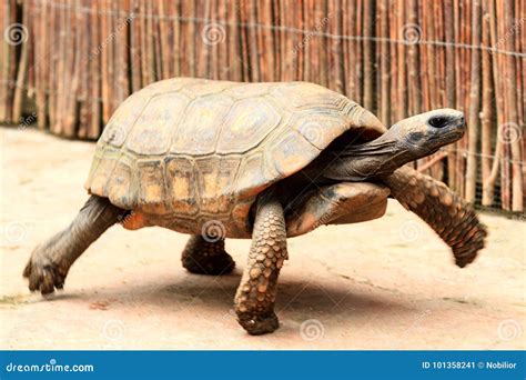 Image result for Turtle Fast Move