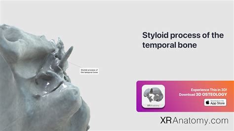Image result for Temporal Styloid Process Anatomy