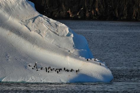 Iceberg Animation 的图像结果