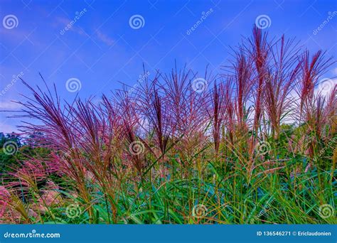 Chinese Silver Grass