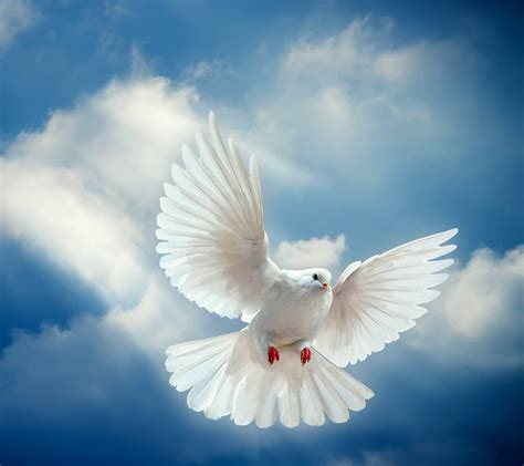 White Doves Wallpapers - Wallpaper Cave
