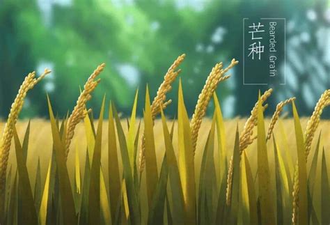 芒种忙——北京三环内“最贵农田”迎来收获季
