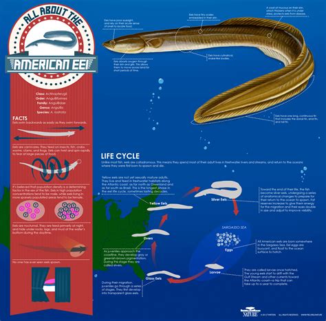 Wildlife Facts: American Eel