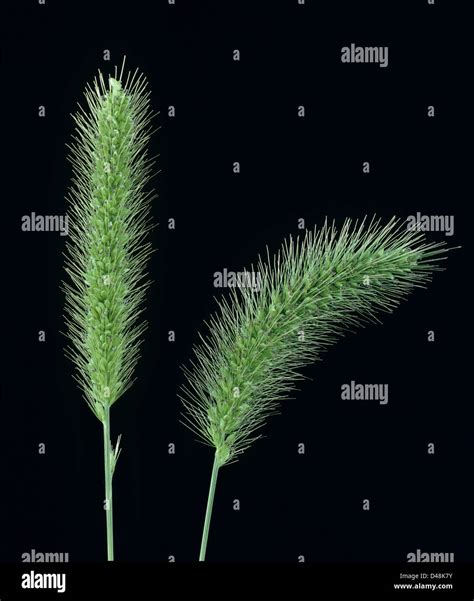 Flowers spikes of green foxtail grass, Setaria viridis Stock Photo - Alamy