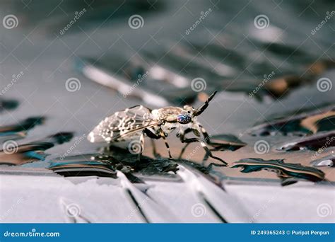 Butterfly Phylum: Arthropoda Order: Lepidoptera; Linnaeus, 1758. Kingdom: Animalia Butterflies ...