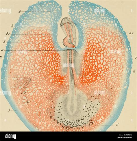 . The development of the chick : an introduction to embryology. Embryology; Chickens -- Embryos ...