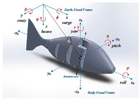Three-Dimensional Modeling of a Robotic Fish Based on Real Carp Locomotion