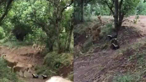 Honey Badgers vs Pride of Lions: Who wins the 'fierce fight,' Watch