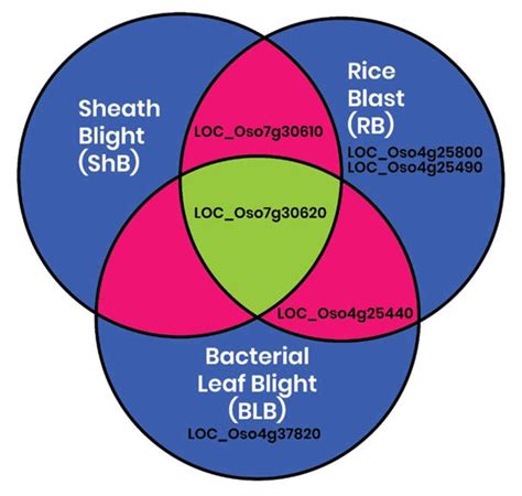 Genome-Wide Identification and Characterisation of Cytokinin-O ...
