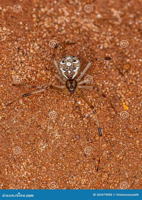 Female Adult Brown Widow Spider Stock Photo - Image of animal, arachnid ...