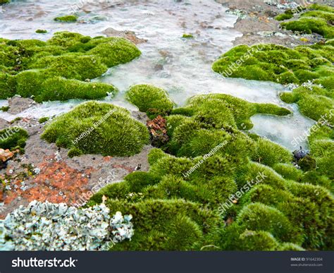 Mosses And Lichens, Close-Up Stock Photo 91642304 : Shutterstock