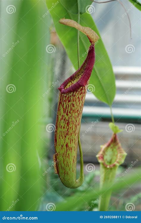Nepenthes - Carnivorous Plant, Tropical Pitcher Plant or Monkey Cup ...
