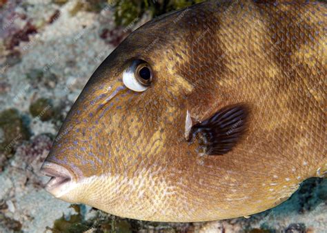 Premium Photo | Closeup of the grey triggerfish underwater