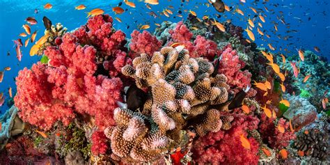 Most Beautiful Reefs In The World
